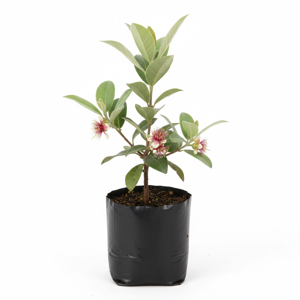Planta ornamental Feijoa - Vivero ORNAPLANT Cuautla