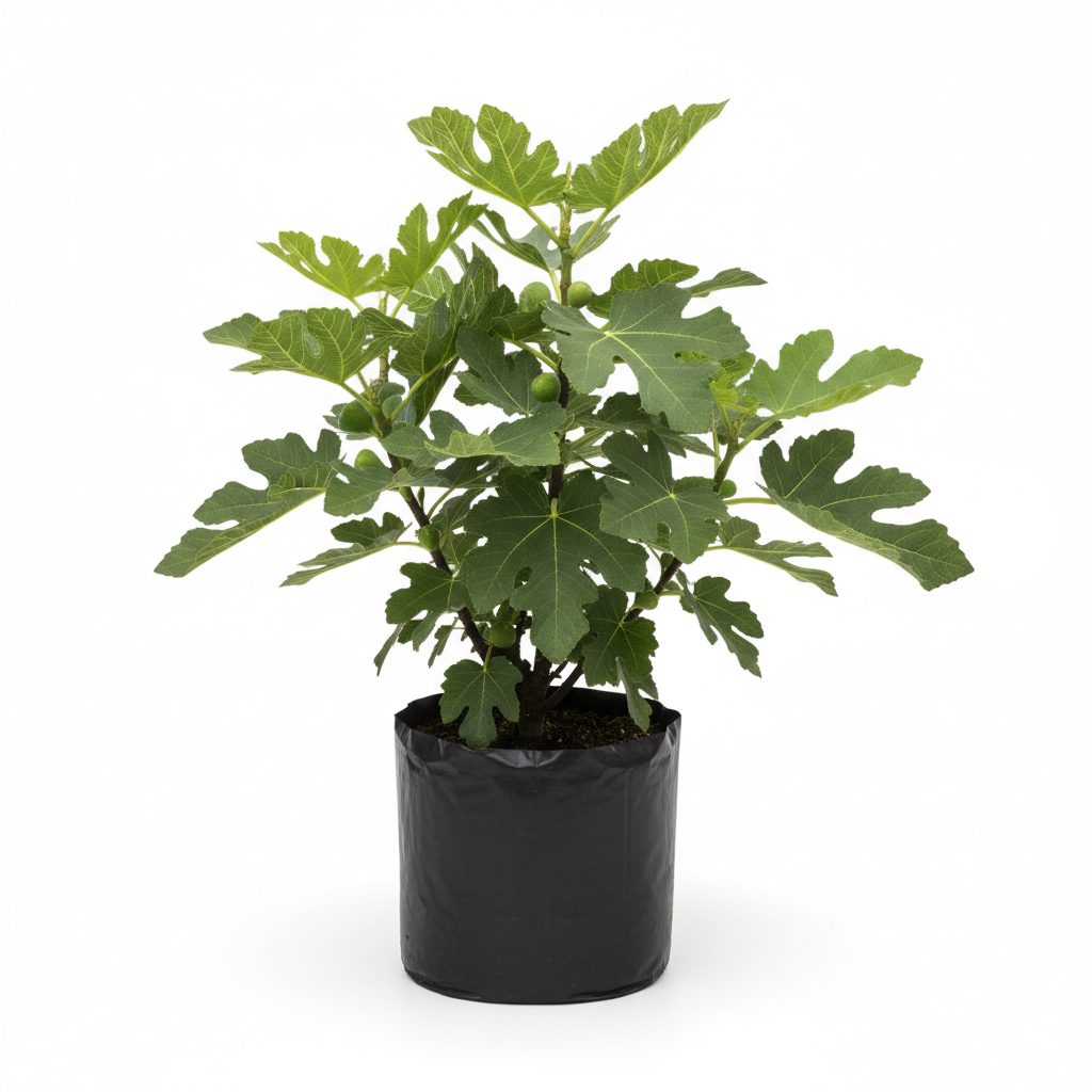 Planta ornamental Ficus Hector - Vivero ORNAPLANT Cuautla