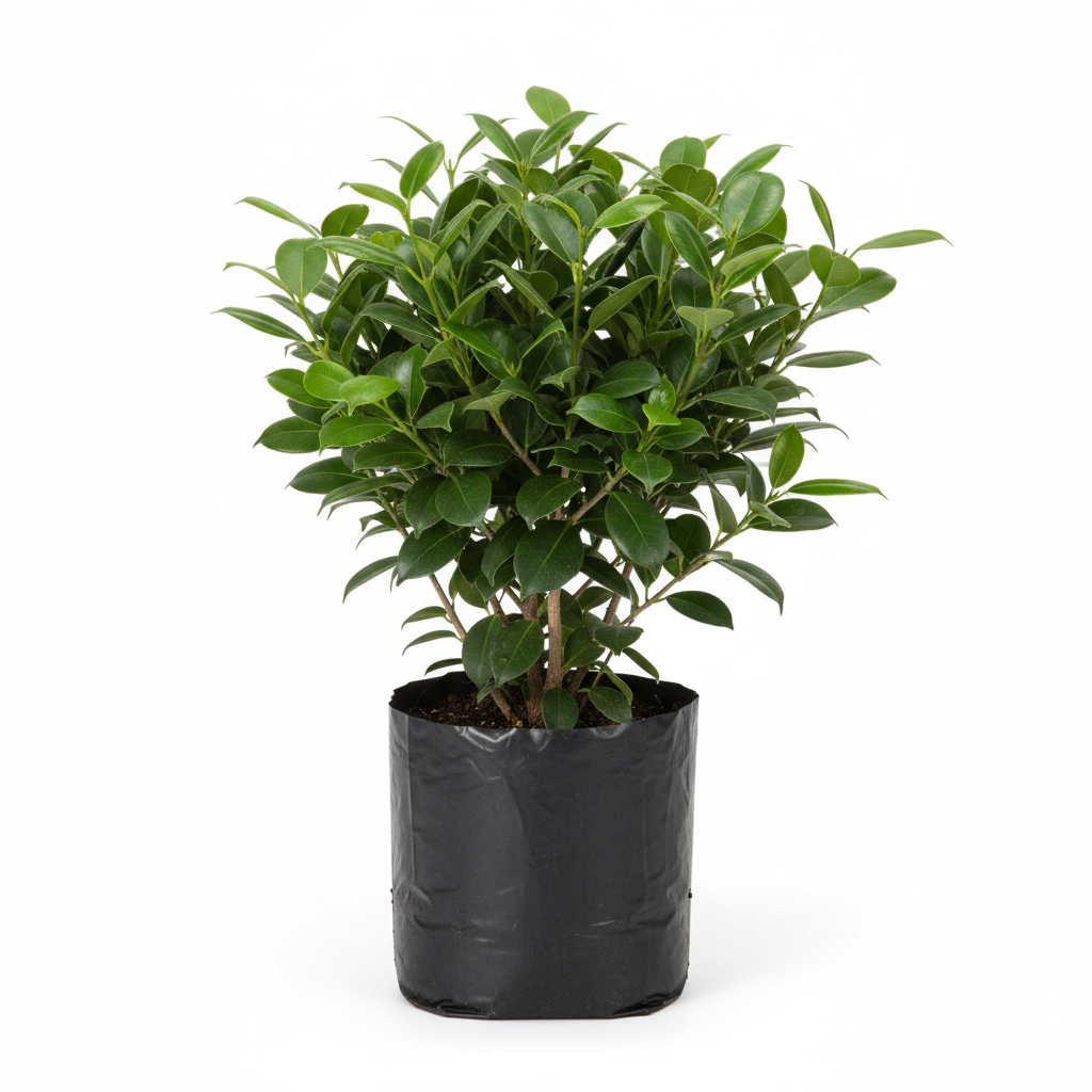 Planta ornamental Ficus Moclame - Vivero ORNAPLANT Cuautla