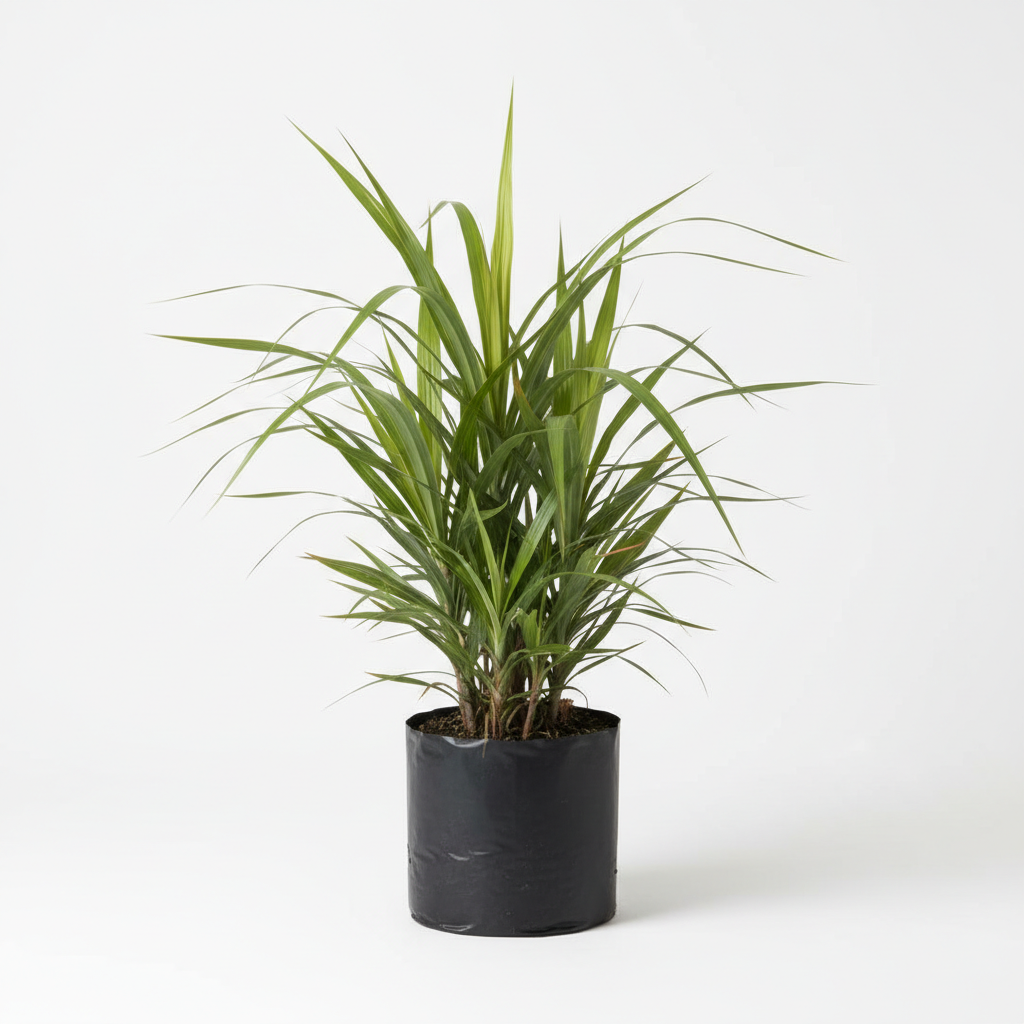 Planta ornamental Forneo Verde - Vivero ORNAPLANT Cuautla