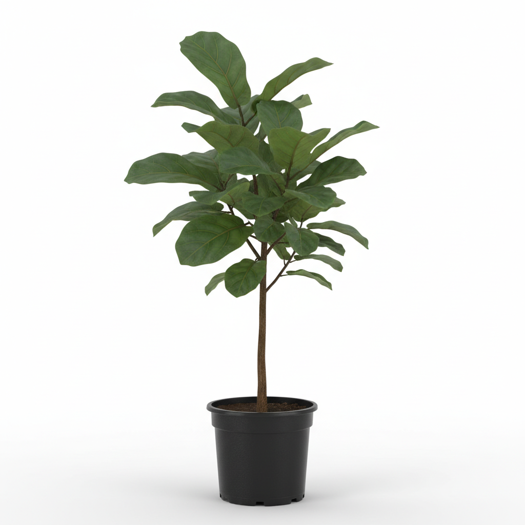 Planta ornamental Ficus Pandurata - Vivero ORNAPLANT Cuautla