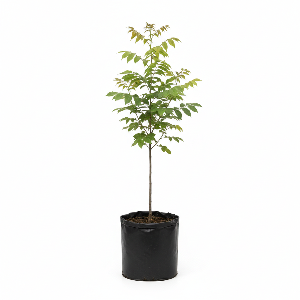 Planta ornamental Fresno - Vivero ORNAPLANT Cuautla
