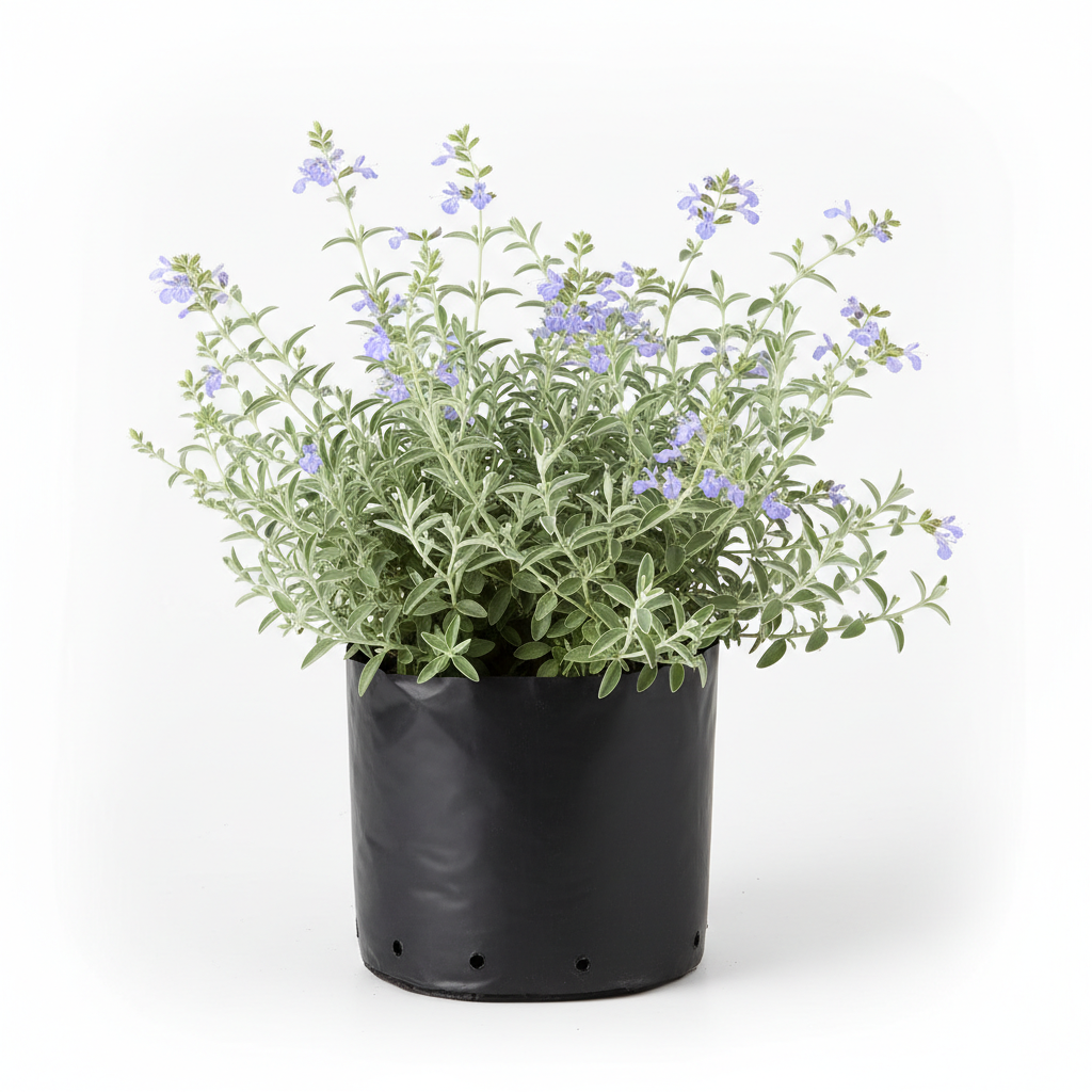 Planta ornamental Falso Romero - Vivero ORNAPLANT Cuautla