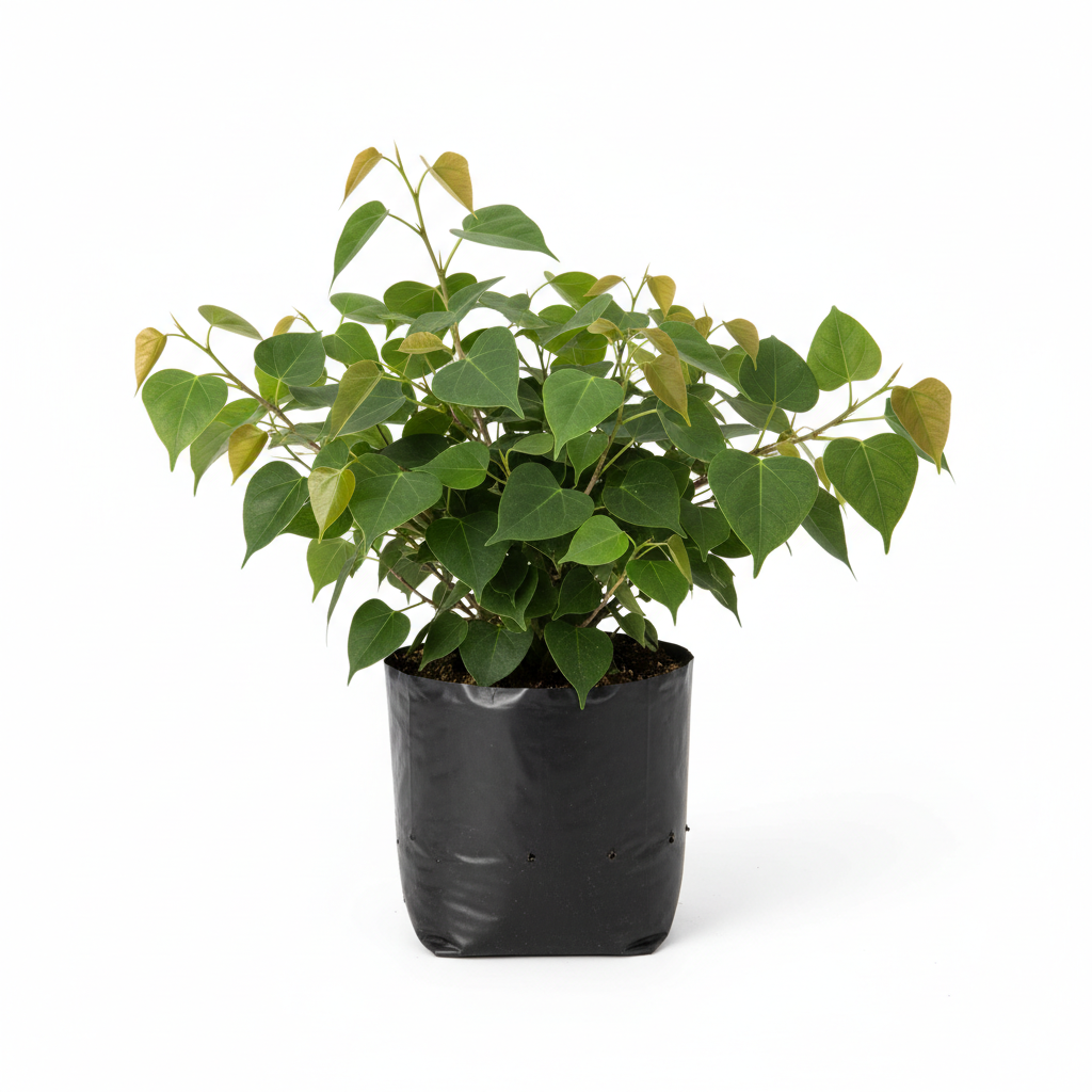 Planta ornamental Ficus Triangularis - Vivero ORNAPLANT Cuautla