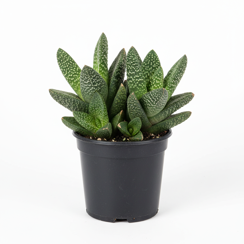 Planta ornamental Gasteria - Vivero ORNAPLANT Cuautla