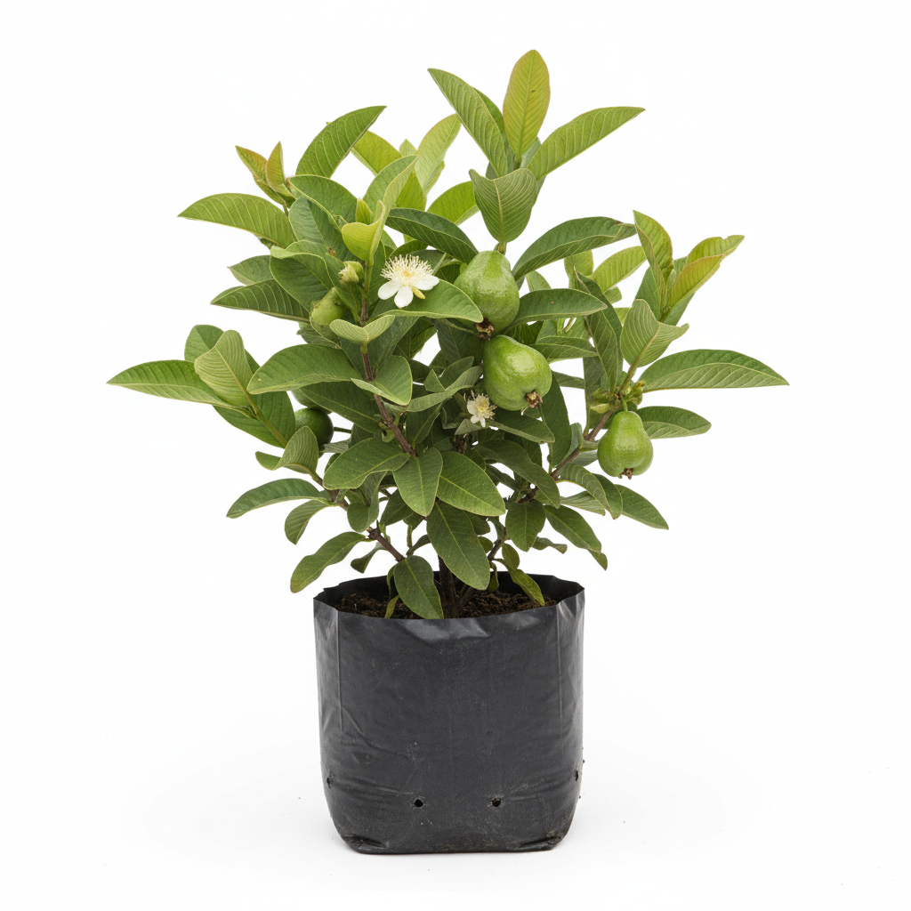 Planta ornamental Guayabo Calvillo - Vivero ORNAPLANT Cuautla