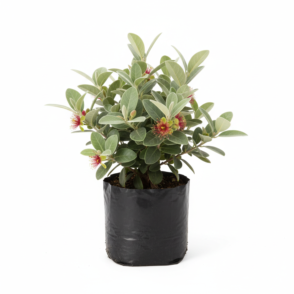 Planta ornamental Guayabo California - Vivero ORNAPLANT Cuautla