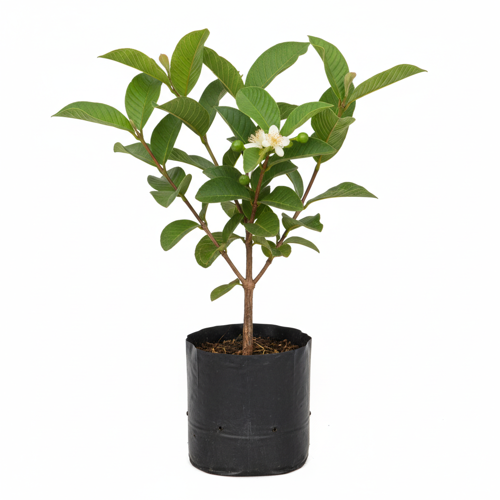 Planta ornamental Guayaba Peruana - Vivero ORNAPLANT Cuautla
