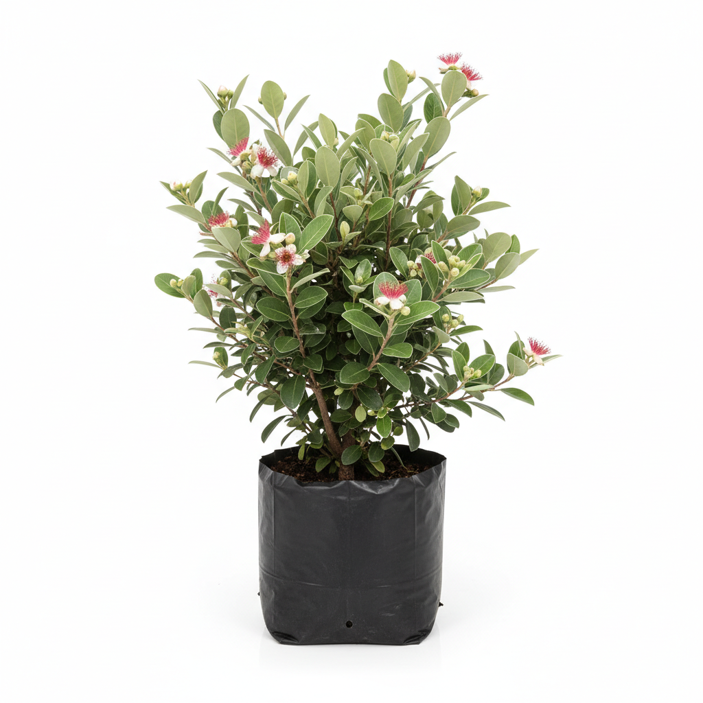 Planta ornamental Guayabo Piña - Vivero ORNAPLANT Cuautla