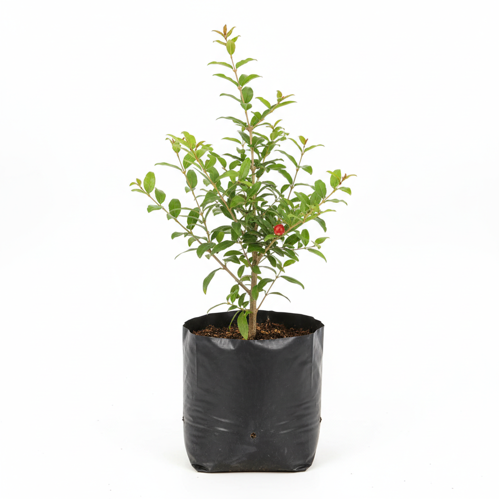 Planta ornamental Granada - Vivero ORNAPLANT Cuautla