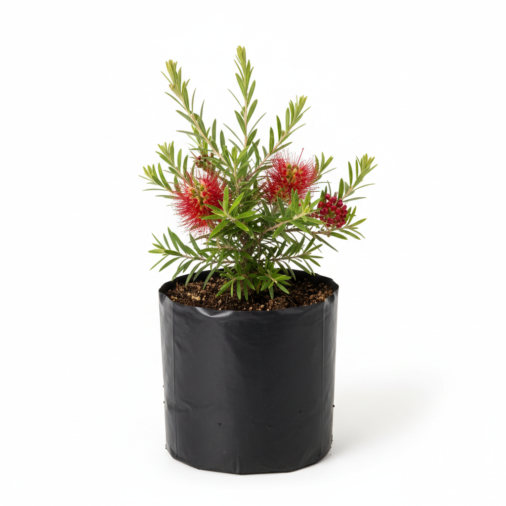 Planta ornamental Grevilia - Vivero ORNAPLANT Cuautla