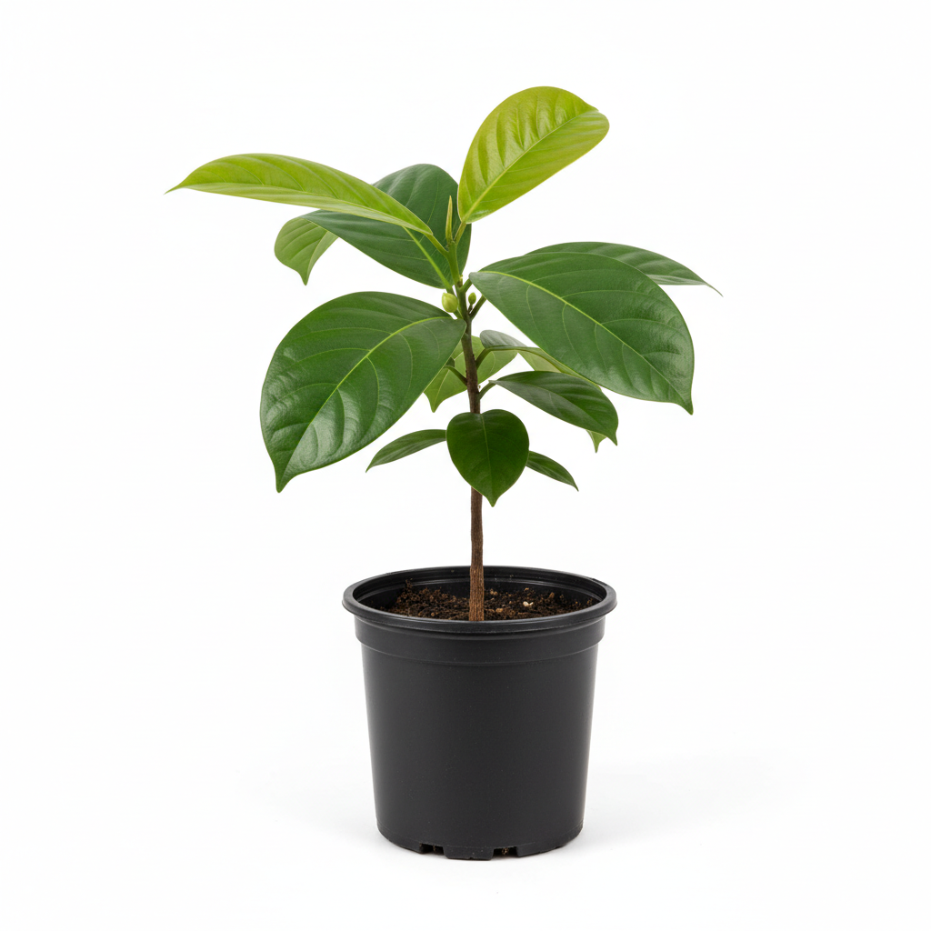 Planta ornamental Guanabana - Vivero ORNAPLANT Cuautla