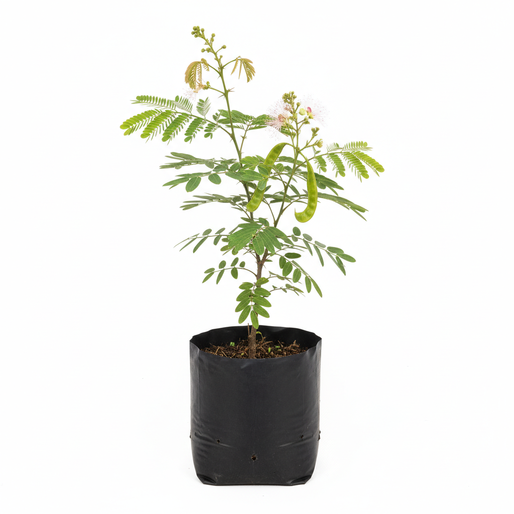 Planta ornamental Guamuchil - Vivero ORNAPLANT Cuautla