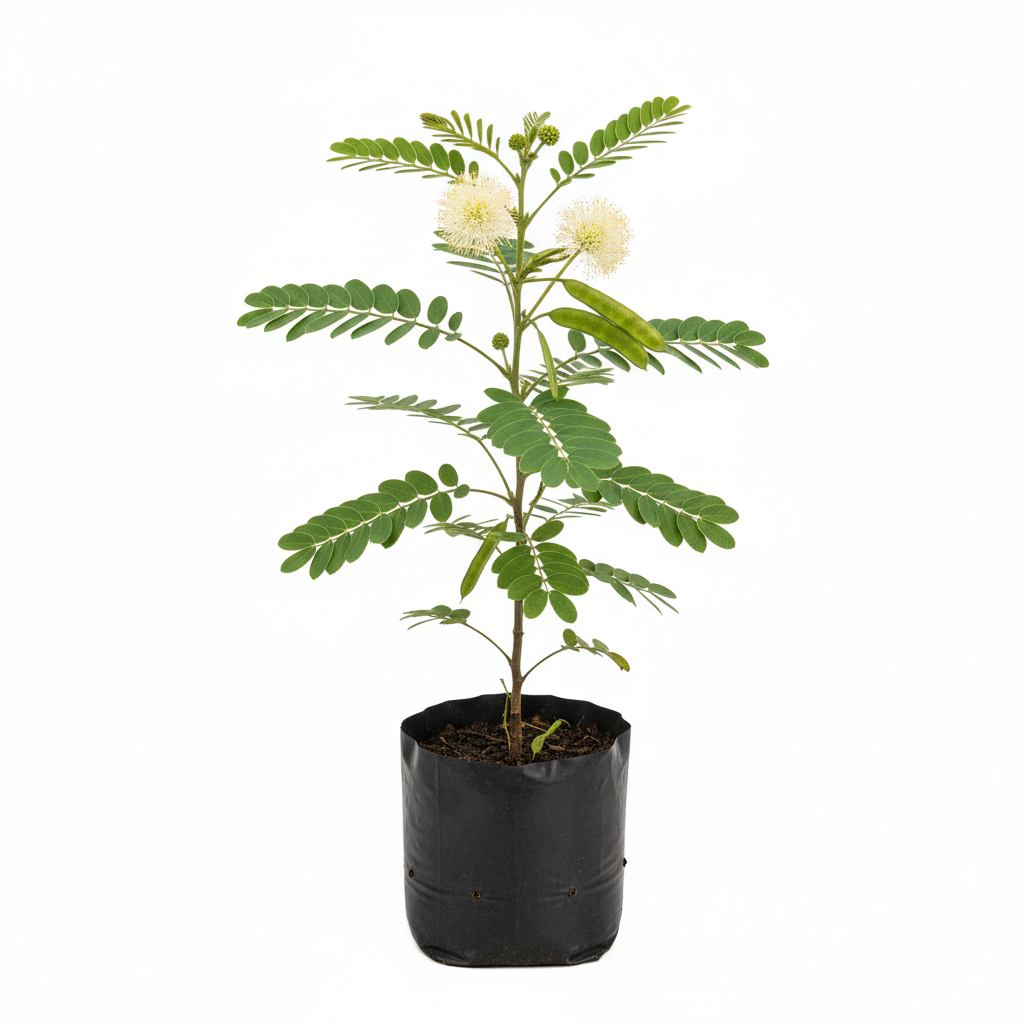 Planta ornamental Guaje - Vivero ORNAPLANT Cuautla