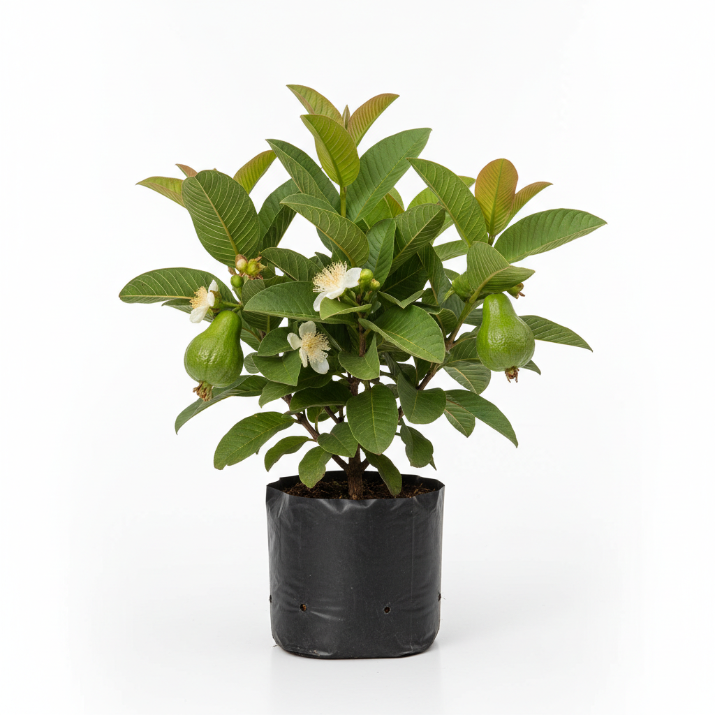 Planta ornamental Guayabo Rosa - Vivero ORNAPLANT Cuautla