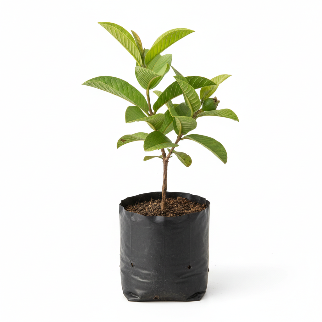 Planta ornamental Guayabo - Vivero ORNAPLANT Cuautla