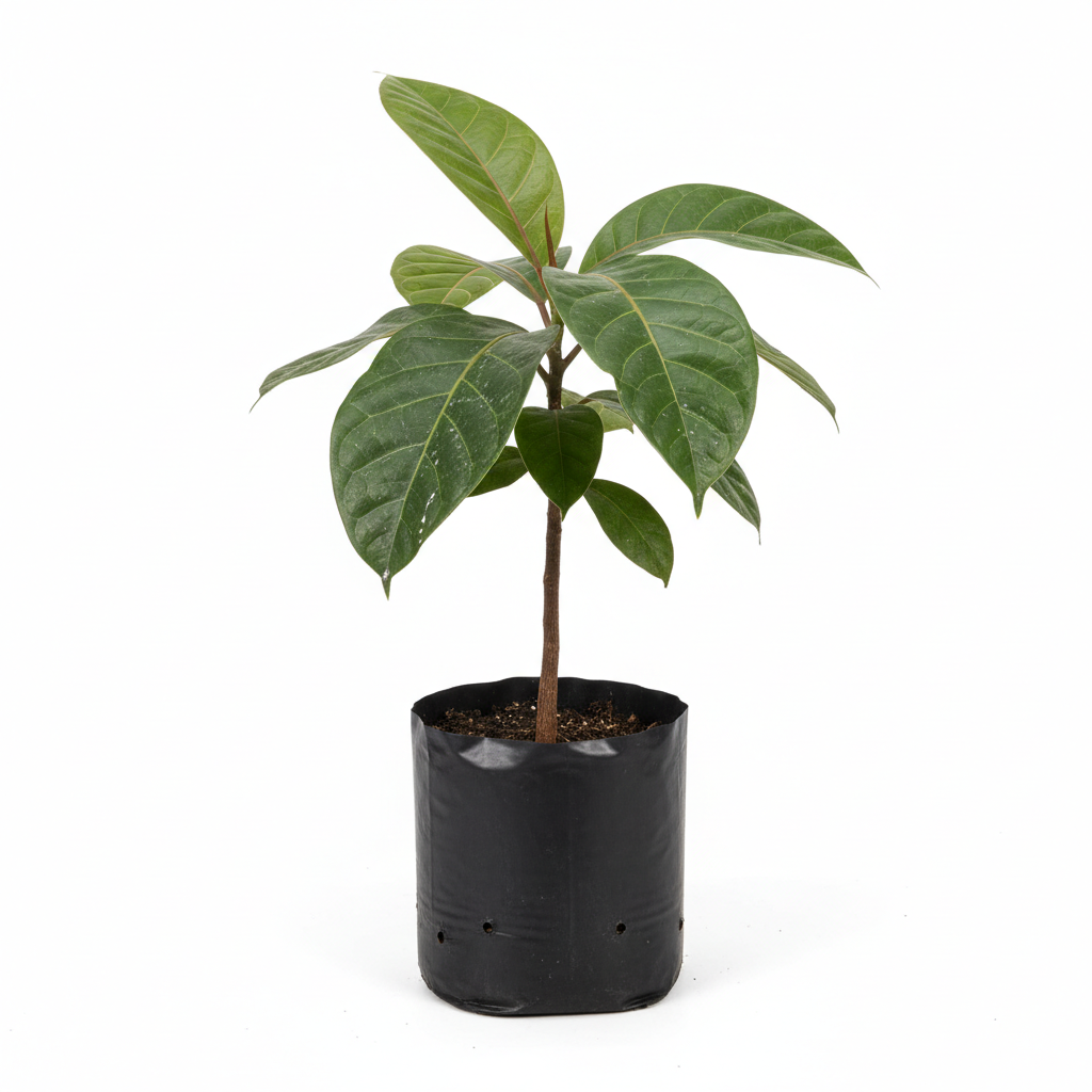 Planta ornamental Hule Amarillo - Vivero ORNAPLANT Cuautla