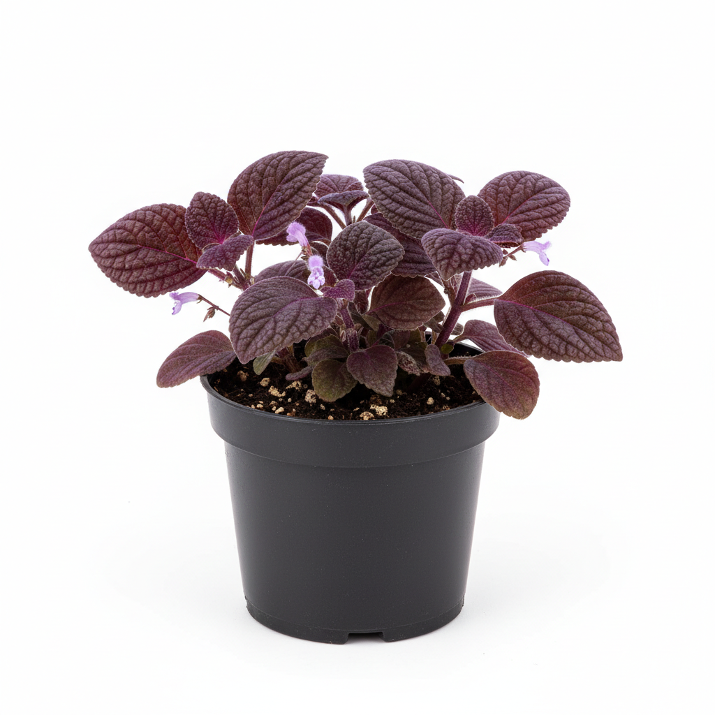 Planta ornamental Hiedra Azul - Vivero ORNAPLANT Cuautla