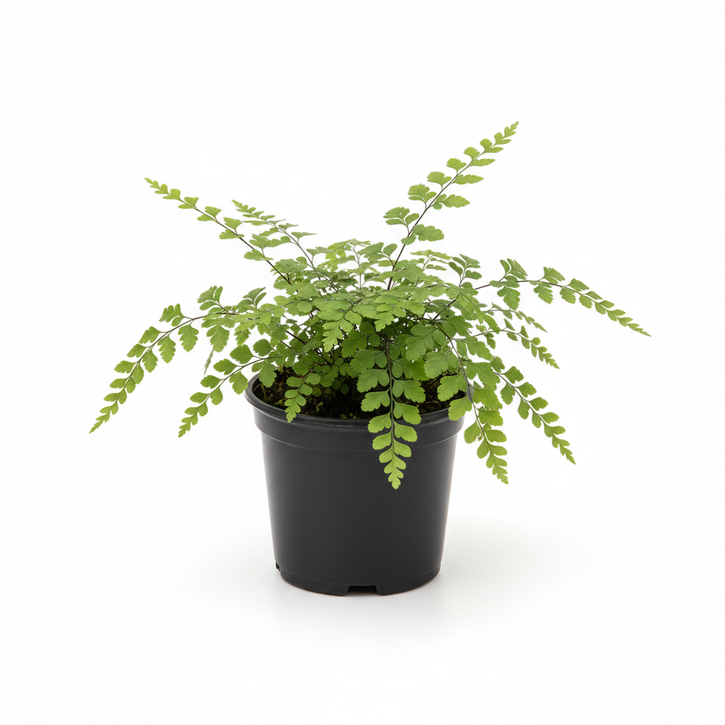 Planta ornamental Helecho Cilantrillo - Vivero ORNAPLANT Cuautla