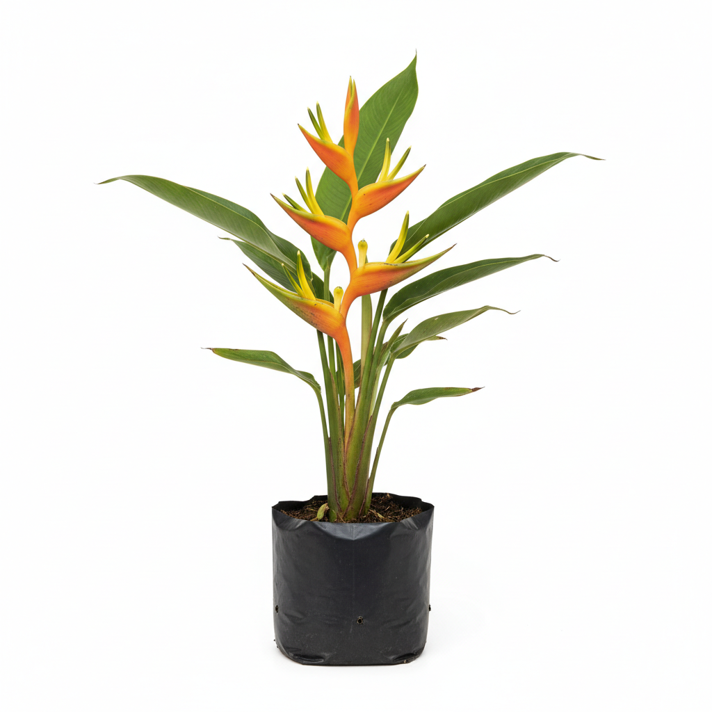 Planta ornamental Heliconia Enana - Vivero ORNAPLANT Cuautla