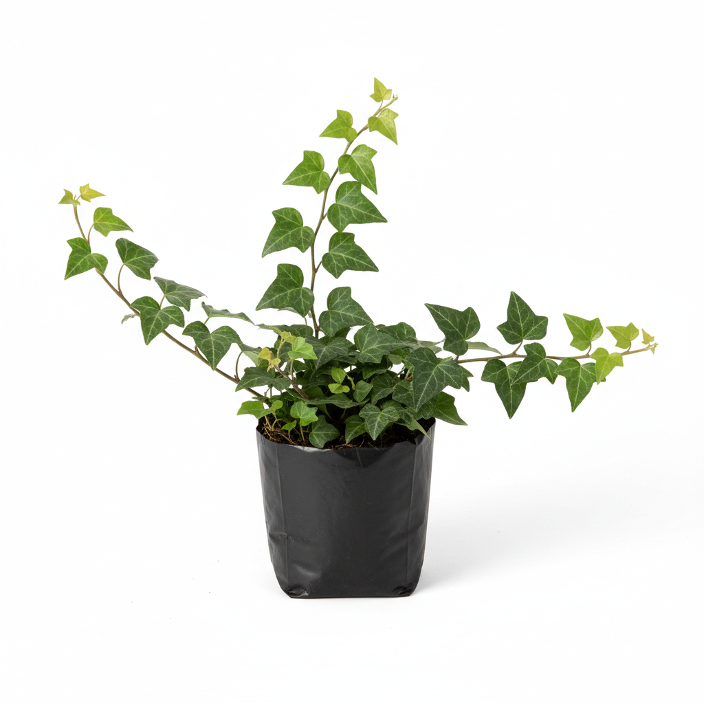 Planta ornamental Hiedra Galvia Española - Vivero ORNAPLANT Cuautla
