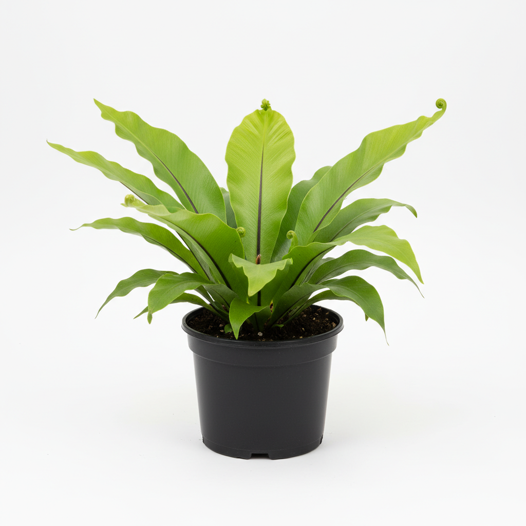 Planta ornamental Helecho Nido De Ave - Vivero ORNAPLANT Cuautla