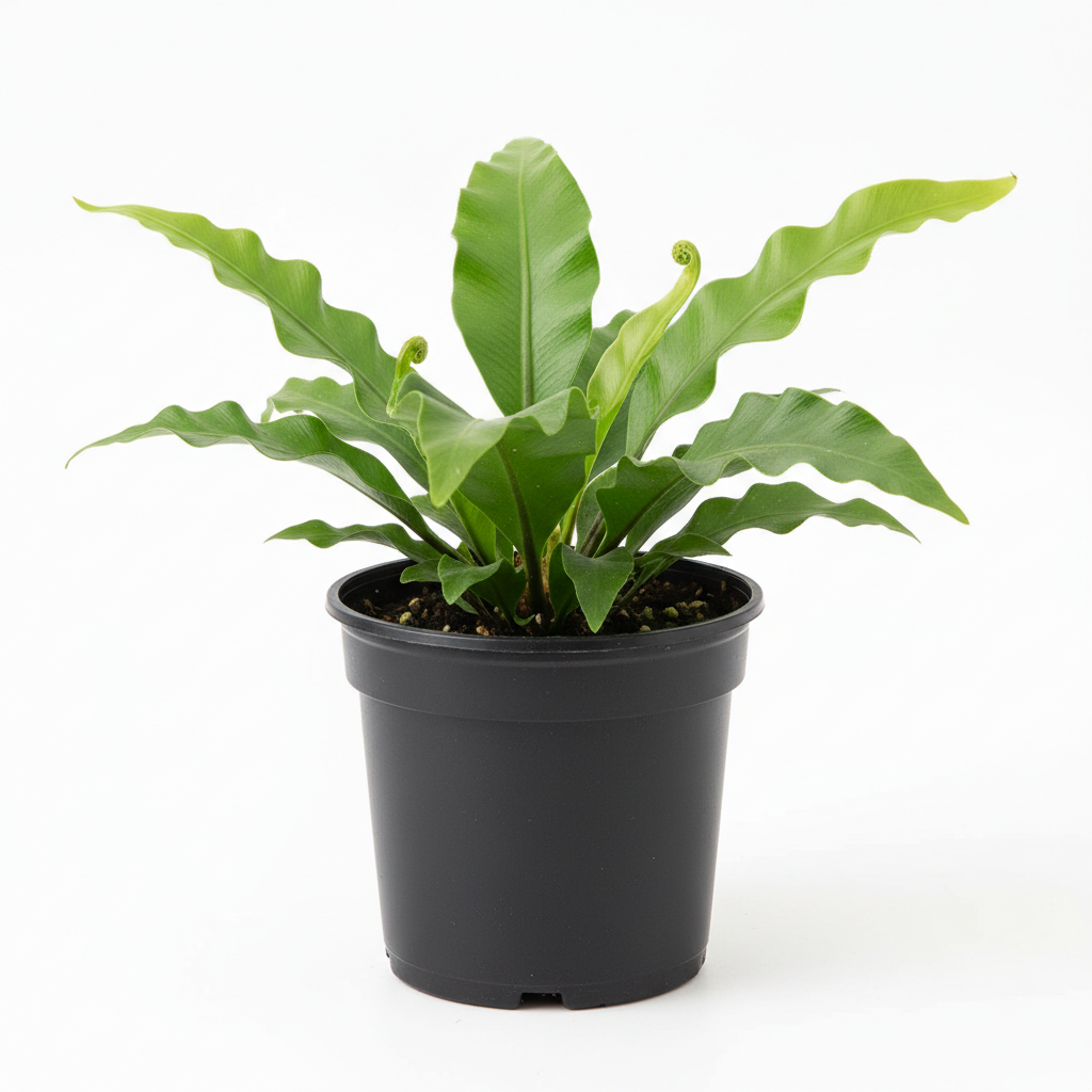 Planta ornamental Helecho Osaka - Vivero ORNAPLANT Cuautla