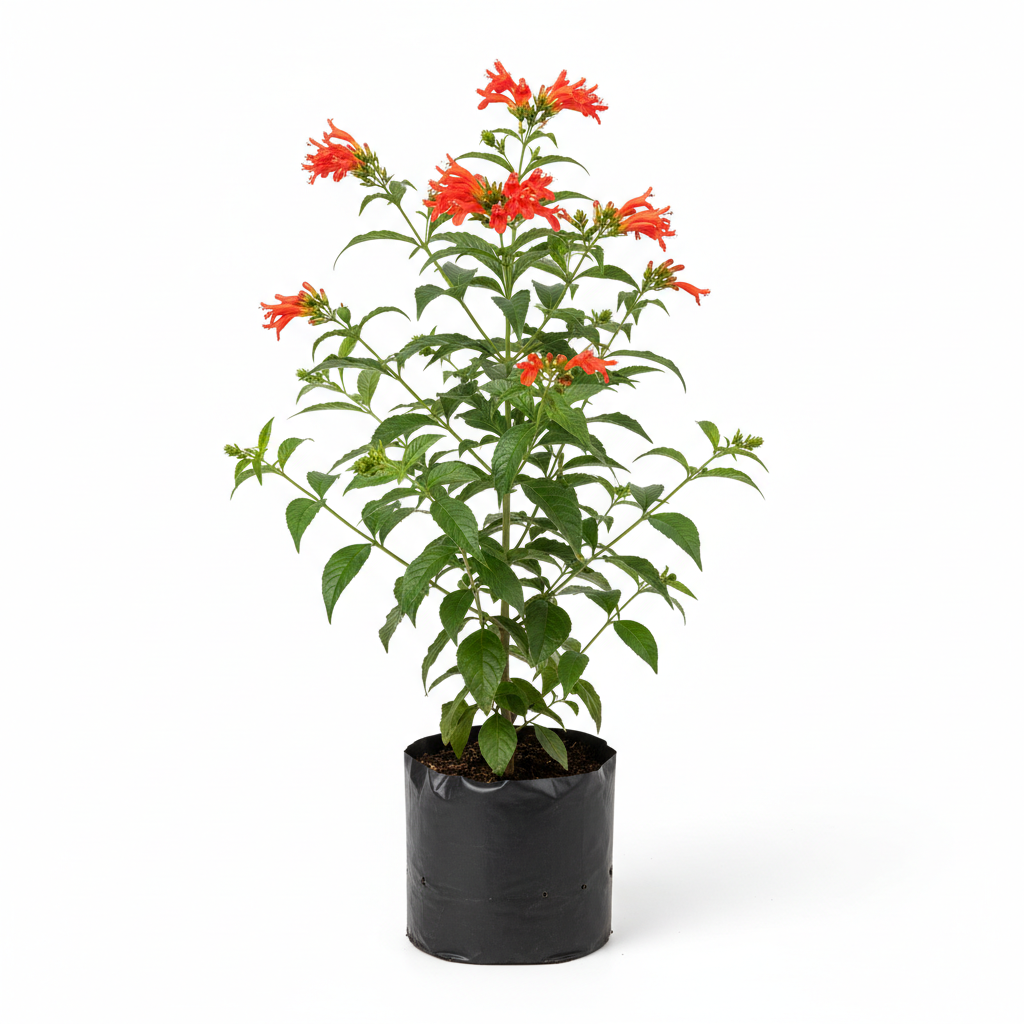 Planta ornamental Hamelia Patens - Vivero ORNAPLANT Cuautla