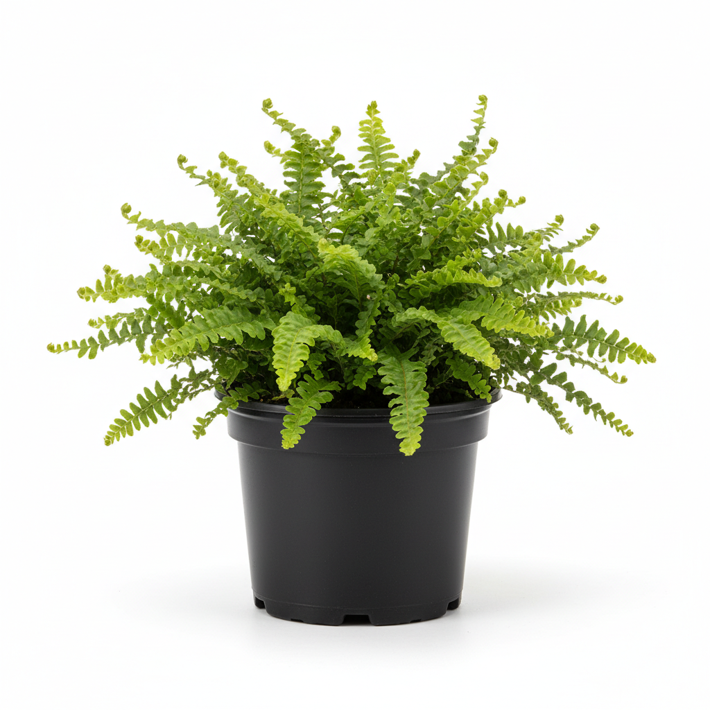 Planta ornamental Helecho Rufles - Vivero ORNAPLANT Cuautla