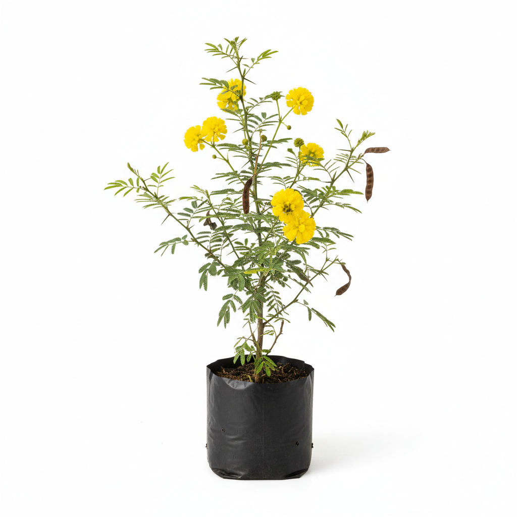 Planta ornamental Huizache - Vivero ORNAPLANT Cuautla