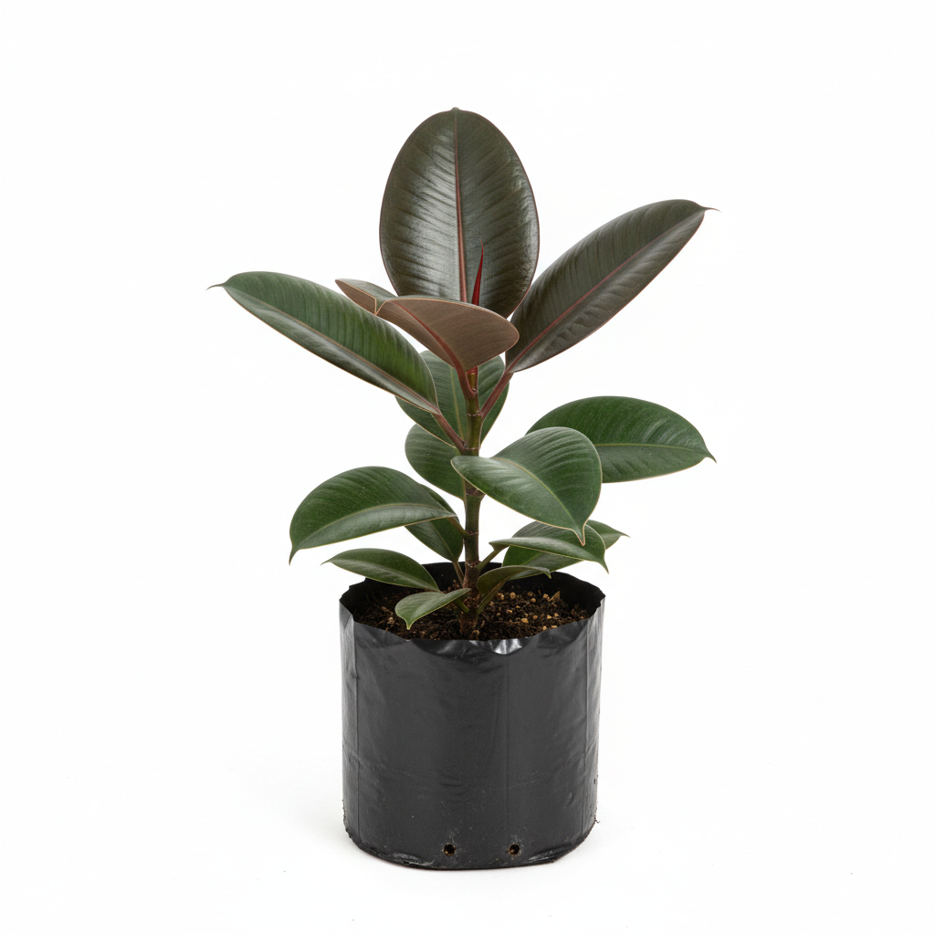 Planta ornamental Hule Cavernet Bonsai - Vivero ORNAPLANT Cuautla