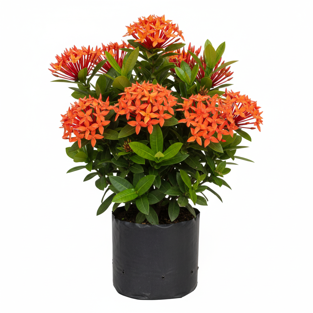 Planta ornamental Ixora Carla - Vivero ORNAPLANT Cuautla