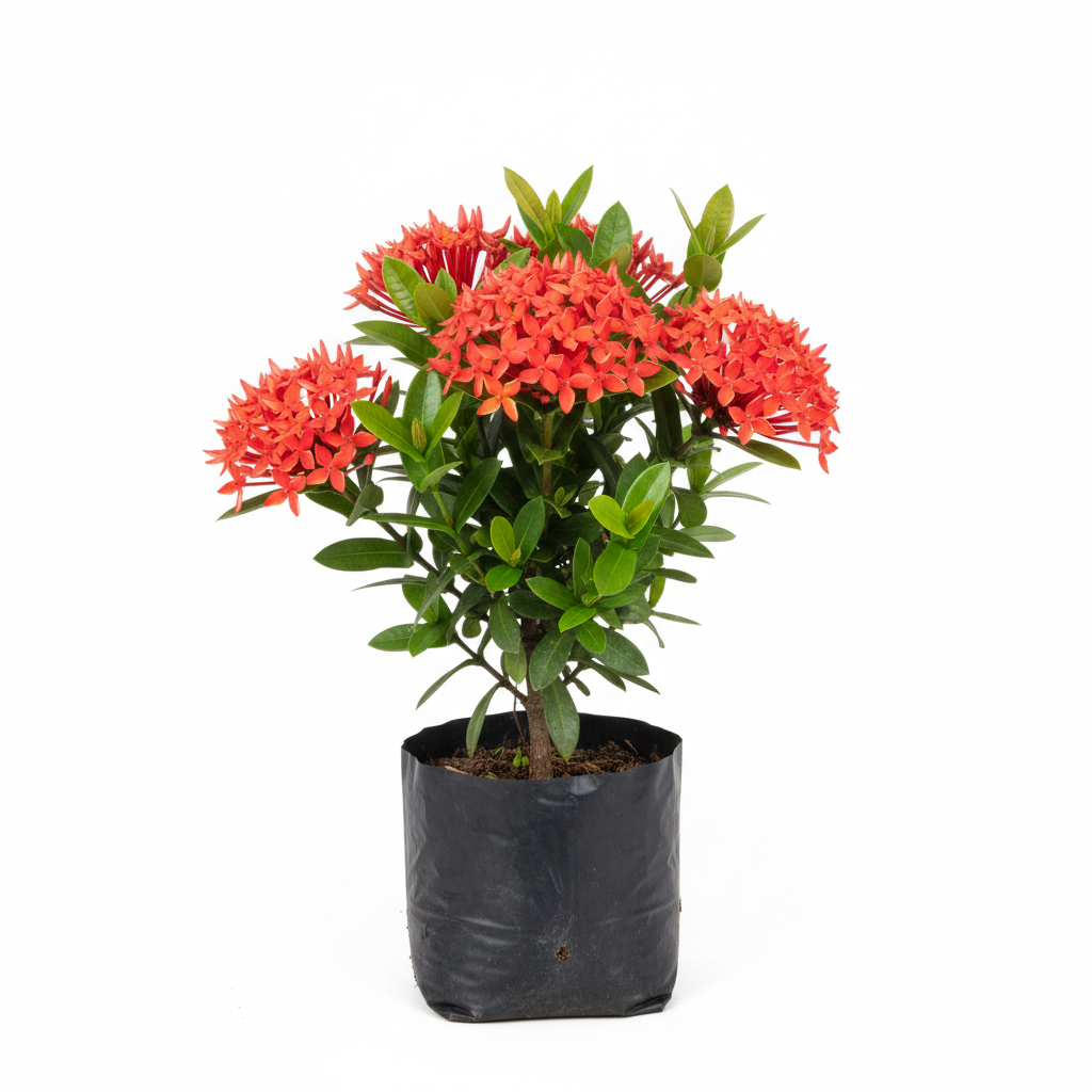 Planta ornamental Ixora Enana Surtida-.30 - Vivero ORNAPLANT Cuautla