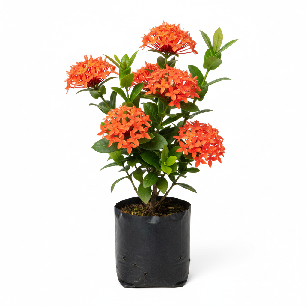 Planta ornamental Ixora Reyna - Vivero ORNAPLANT Cuautla