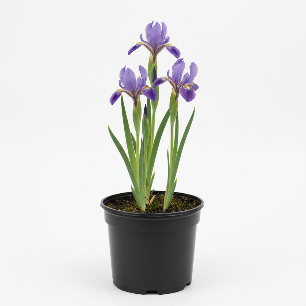 Planta ornamental Iris - Vivero ORNAPLANT Cuautla