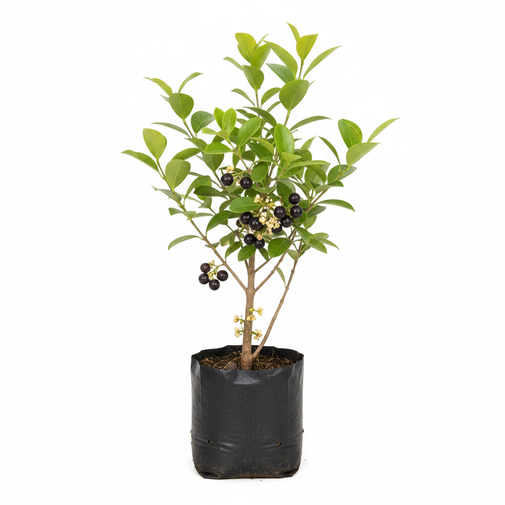 Planta ornamental Jaboticabo - Vivero ORNAPLANT Cuautla