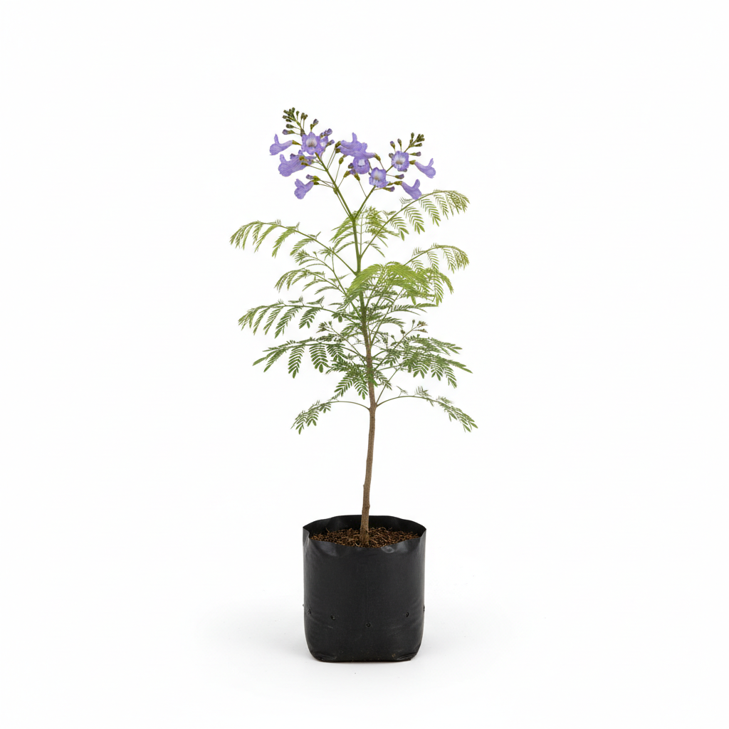 Planta ornamental Jacaranda - Vivero ORNAPLANT Cuautla