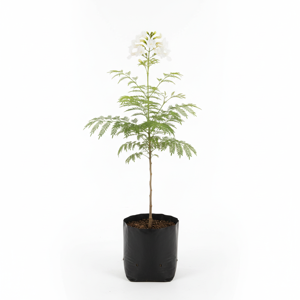 Planta ornamental Jacaranda Bca - Vivero ORNAPLANT Cuautla