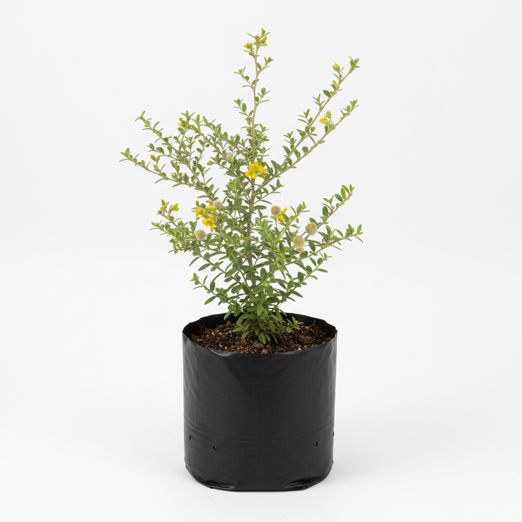 Planta ornamental Jarilla - Vivero ORNAPLANT Cuautla