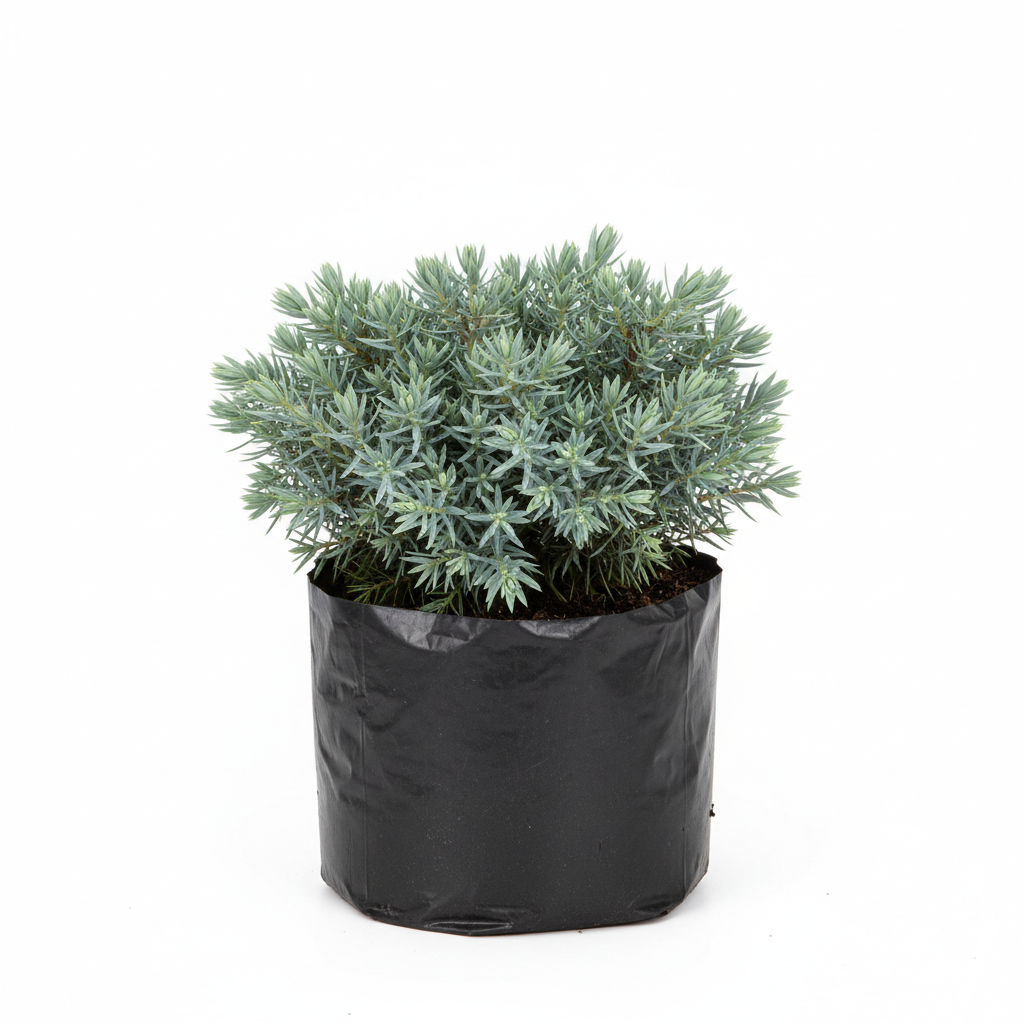 Planta ornamental Junipero Azul - Vivero ORNAPLANT Cuautla