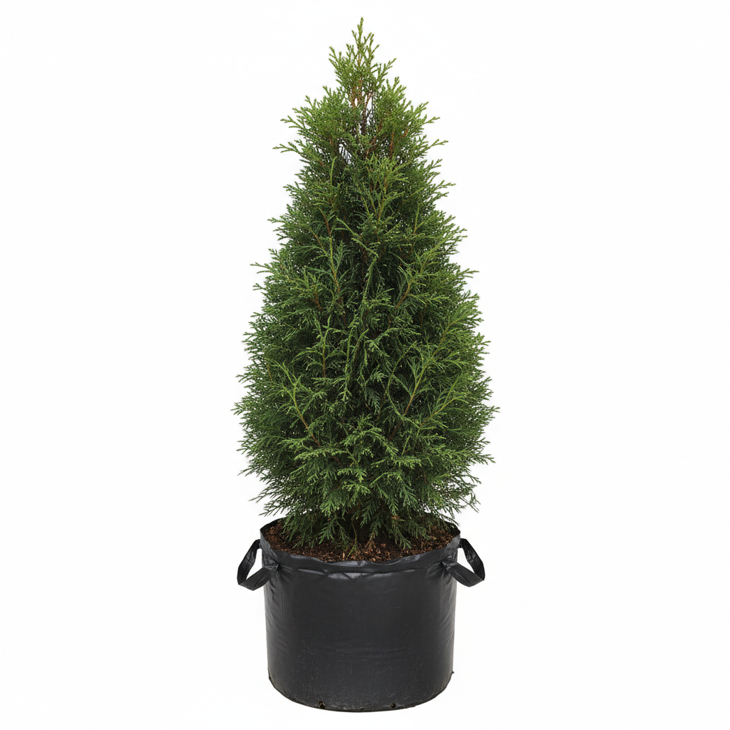 Planta ornamental Junipero Sparta - Vivero ORNAPLANT Cuautla