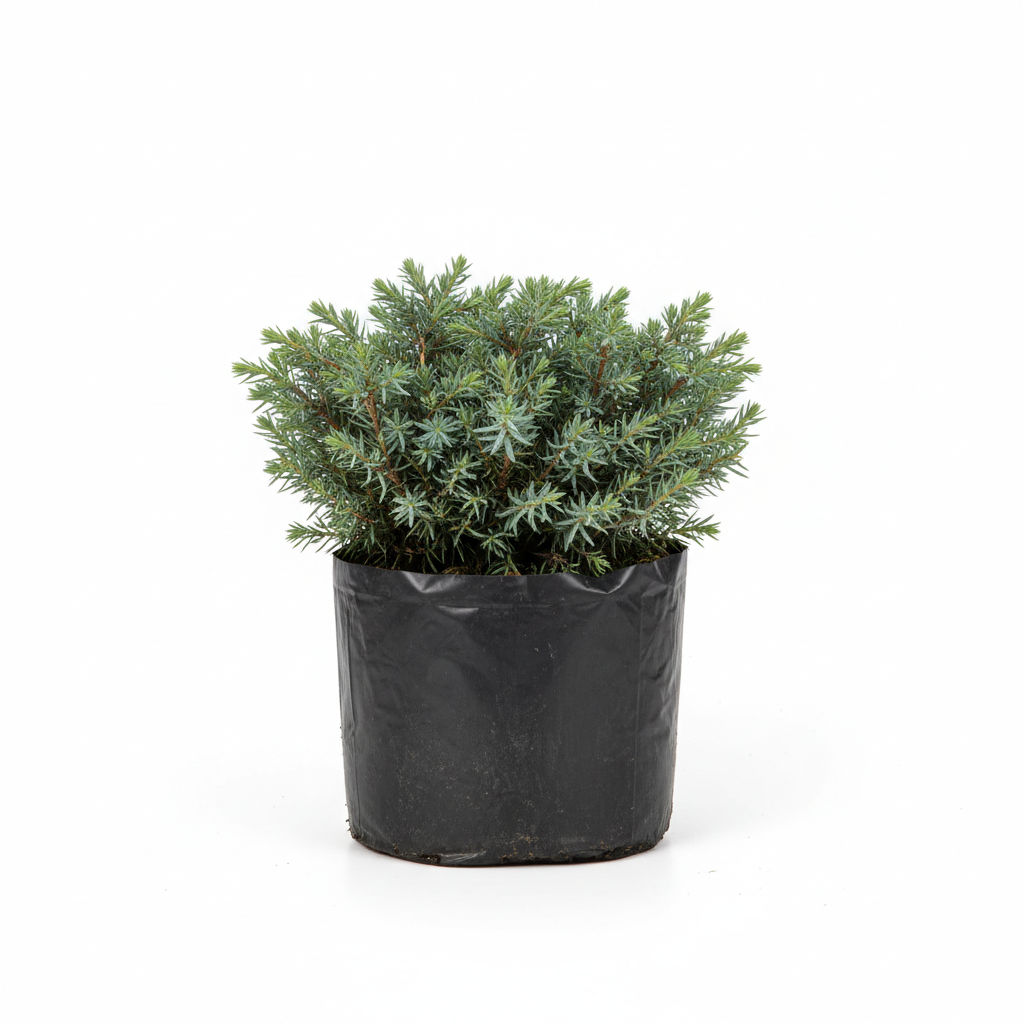 Planta ornamental Junipero Estrella - Vivero ORNAPLANT Cuautla