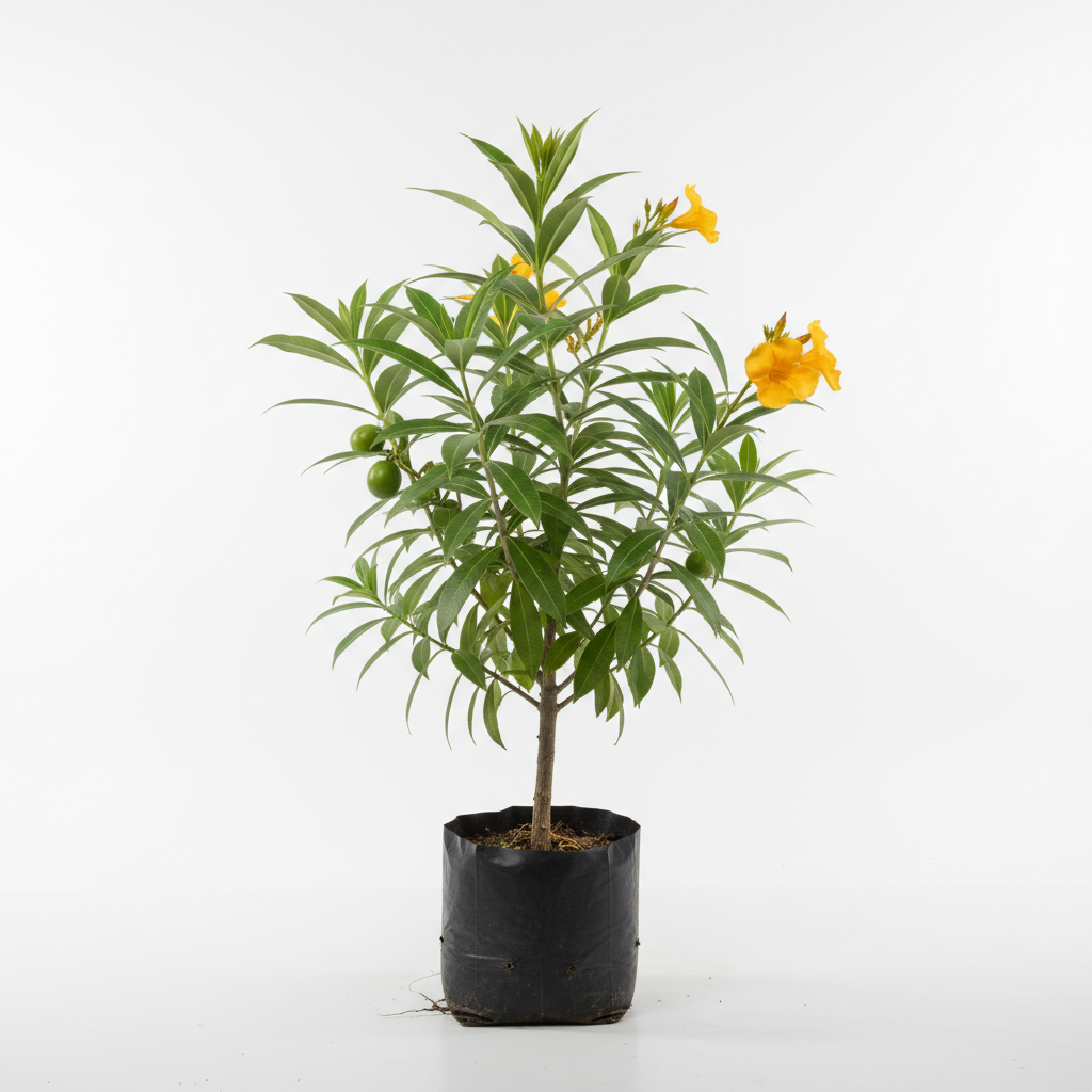 Planta ornamental Laurel Amarillo - Vivero ORNAPLANT Cuautla