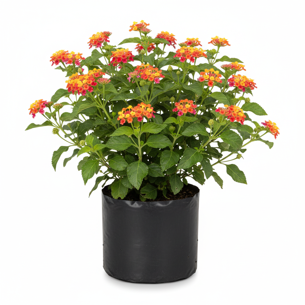 Planta ornamental Lantana - Vivero ORNAPLANT Cuautla