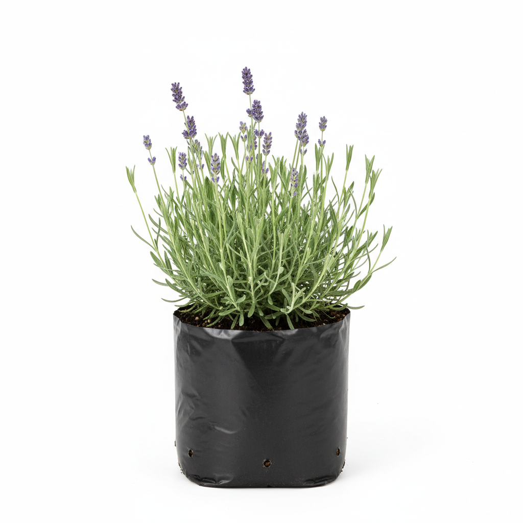 Planta ornamental Lavanda - Vivero ORNAPLANT Cuautla
