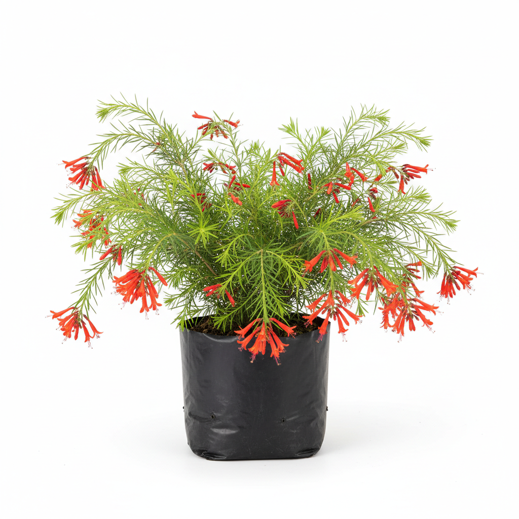 Planta ornamental Luz De Bengala - Vivero ORNAPLANT Cuautla