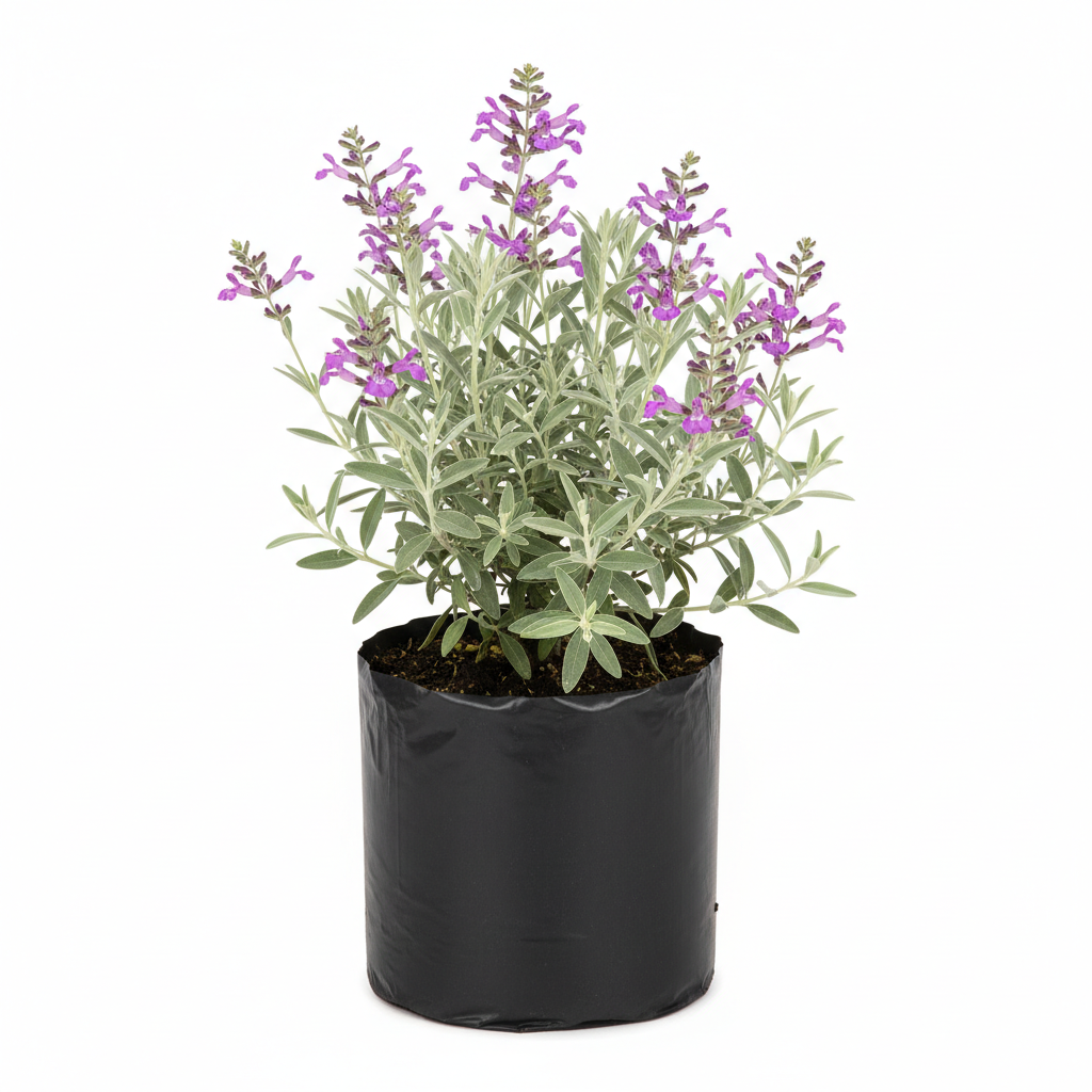 Planta ornamental Leucophilum - Vivero ORNAPLANT Cuautla