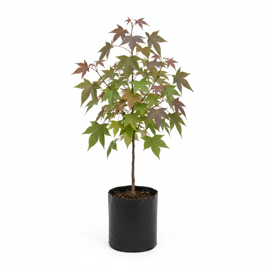 Planta ornamental Liquidambar - Vivero ORNAPLANT Cuautla