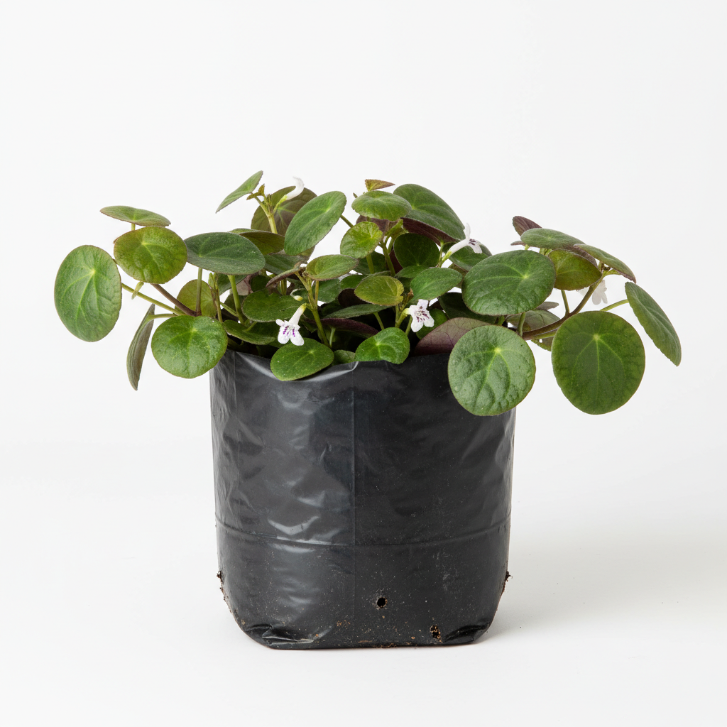 Planta ornamental Lagrima De Niño - Vivero ORNAPLANT Cuautla