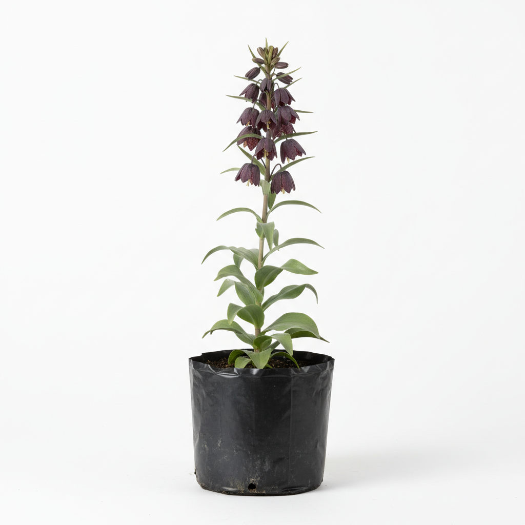Planta ornamental Lirio Persa Bco - Vivero ORNAPLANT Cuautla